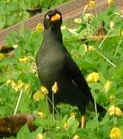 Javan Myna - Acridotheres javanicus