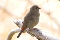 Beautiful Firetail - Stagonopleura bella