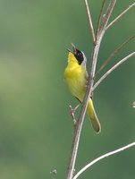 Common Yellowthroat - Geothlypis trichas