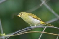 Guira Tanager - Hemithraupis guira