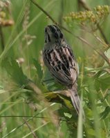 Henslow's Sparrow - Ammodramus henslowii