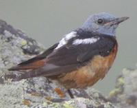 Rufous-tailed Rock Thrush