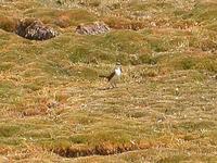 White-bellied Cinclodes