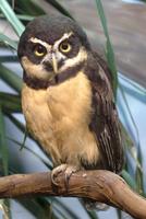 Spectacled Owl (female)
