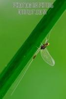 Small Translucent Minnow Mayfly of the family Baetidae ( 07 5700 ) stock photo