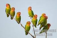 Lillians ( Nyasa ) Lovebirds on branch stock photo