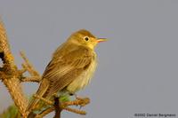 Icterine Warbler Hippolais icterina