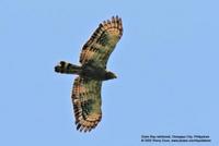 Eastern Marsh-Harrier