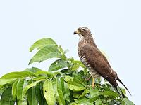 Gray-faced Buzzard Butastur indicus