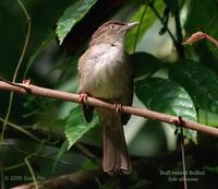Buff-vented Bulbul