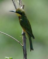 Little Bee-eater p.228