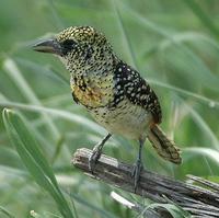 Usambiro Barbet p.262
