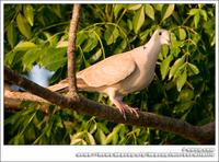 Eurasian Collared Dove IMG 5606.jpg
