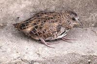 花田鸡 Coturnicops noveboracensis Button Rail，Swinhoe's Yellow Rail