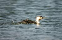 아비 Red-throated Loon Gavia stellata