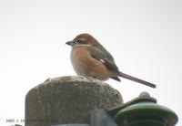 Bull-Headed Shrike Lanius bucephalus 때까치