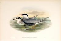 Richter after Gould Whiskered Tern (Hydrochelidon leucopareia)