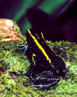 Narrow Banded Phyllobates aurotaenia