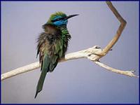 Little Green Bee-eater- Merops orientalis