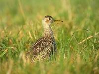 Bartramie        des champs juv. (Bartramia longicauda)