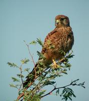 Kestrel (Falco tinnunculus)