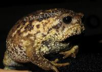 : Breviceps gibbosus; Giant Rain Frog