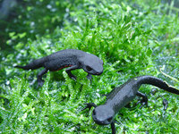 : Cynops orientalis; Oriental Fire-bellied Newt