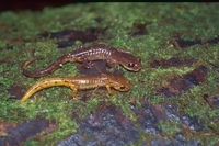 : Ensatina eschscholtzii oregonensis; Ensatina Salamander