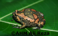 : Kaloula taprobanica; Sri Lankan Painted Frog