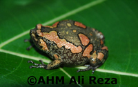 : Kaloula taprobanica; Sri Lankan Painted Frog