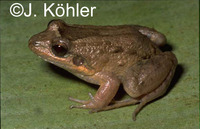 : Leptodactylus petersii