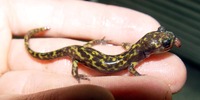 : Paradactylodon gorganensis
