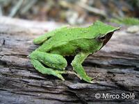 : Rhinoderma darwinii; Darwin's Frog