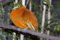 : Chrysoenas victor; Orange Dove