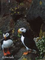 : Fratercula corniculata; Horned Puffin