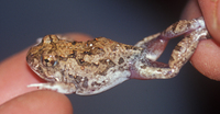 : Tomopterna cryptotis; Cryptic Sand Frog