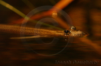 : Anableps anableps; Four-eyed Fish