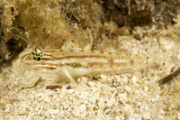 : Coryphopterus glaucofraenum; Bridled Goby