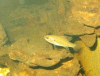 : Nannoperca australis; Southern Pigmy Perch