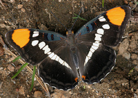: Adelpha bredowii; California Sister
