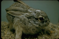 : Lepus californicus; Black-tailed Jackrabbit