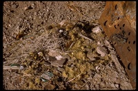 : Neotoma sp.; Pack Rat