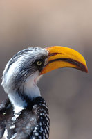 : Tockus flavirostris; Yellow Billed Hornbill