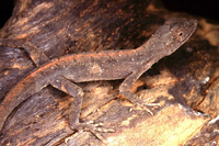 : Anolis meridionalis; Cerrado Anole