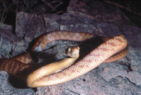 : Boiga irregularis; Brown Tree Snake