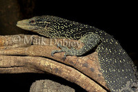 : Varanus boehmei; B