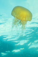 : Chrysaora melanaster; Sea Nettle