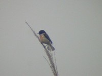 White-tailed Stonechat (Saxicola leucura) 2005. január 17. Delhi, Okhla Island