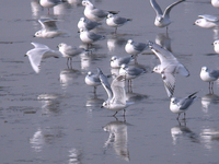 검은머리갈매기 Larus saundersi | Saunders's gull