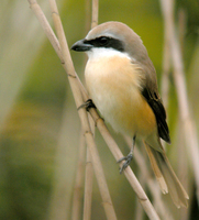 노랑때까치 Lanius cristatus | brown shrike